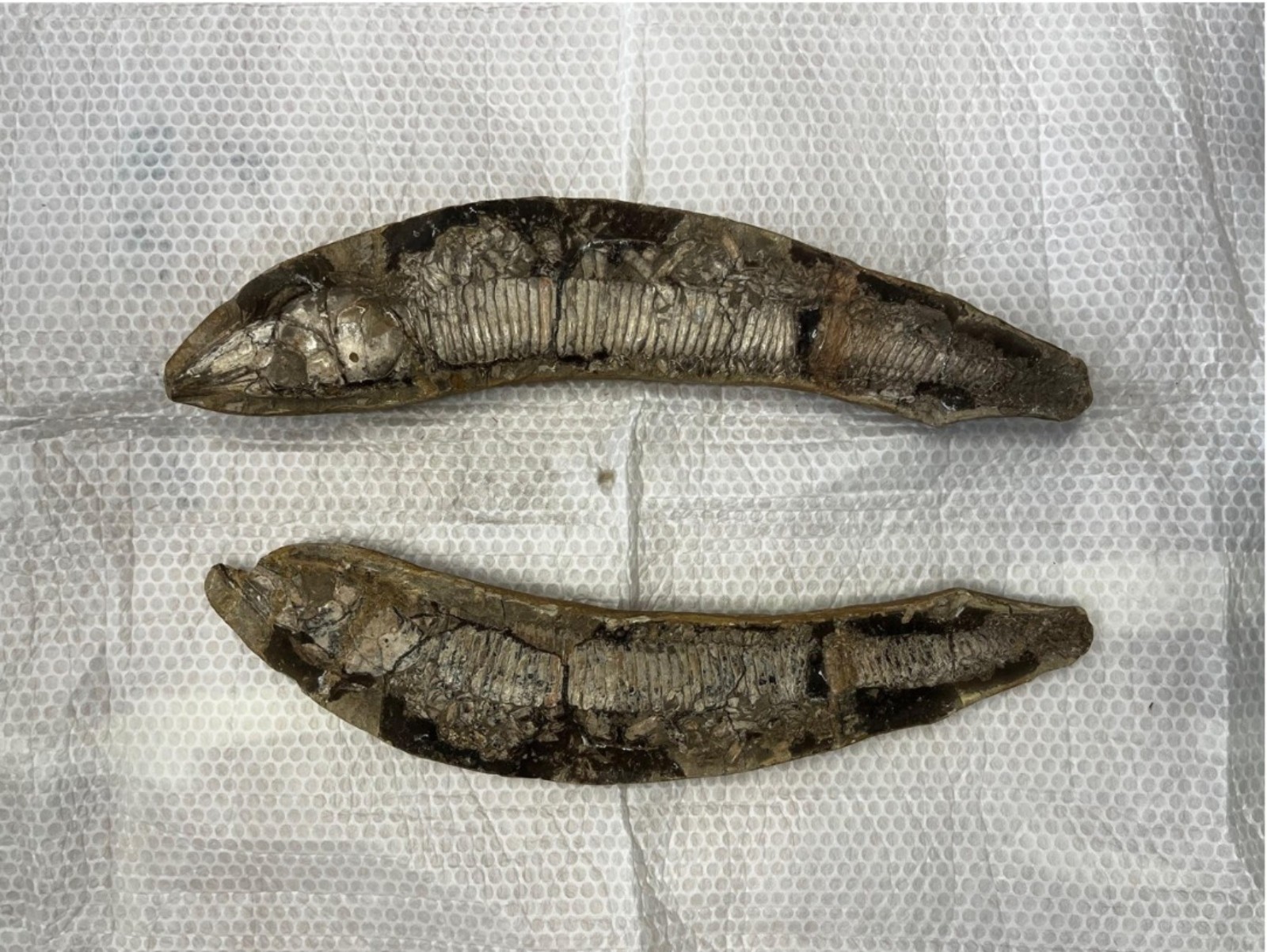 Cariri recebe fósseis repatriados da Europa e Argentina; lote inclui peixes raros e microfósseis