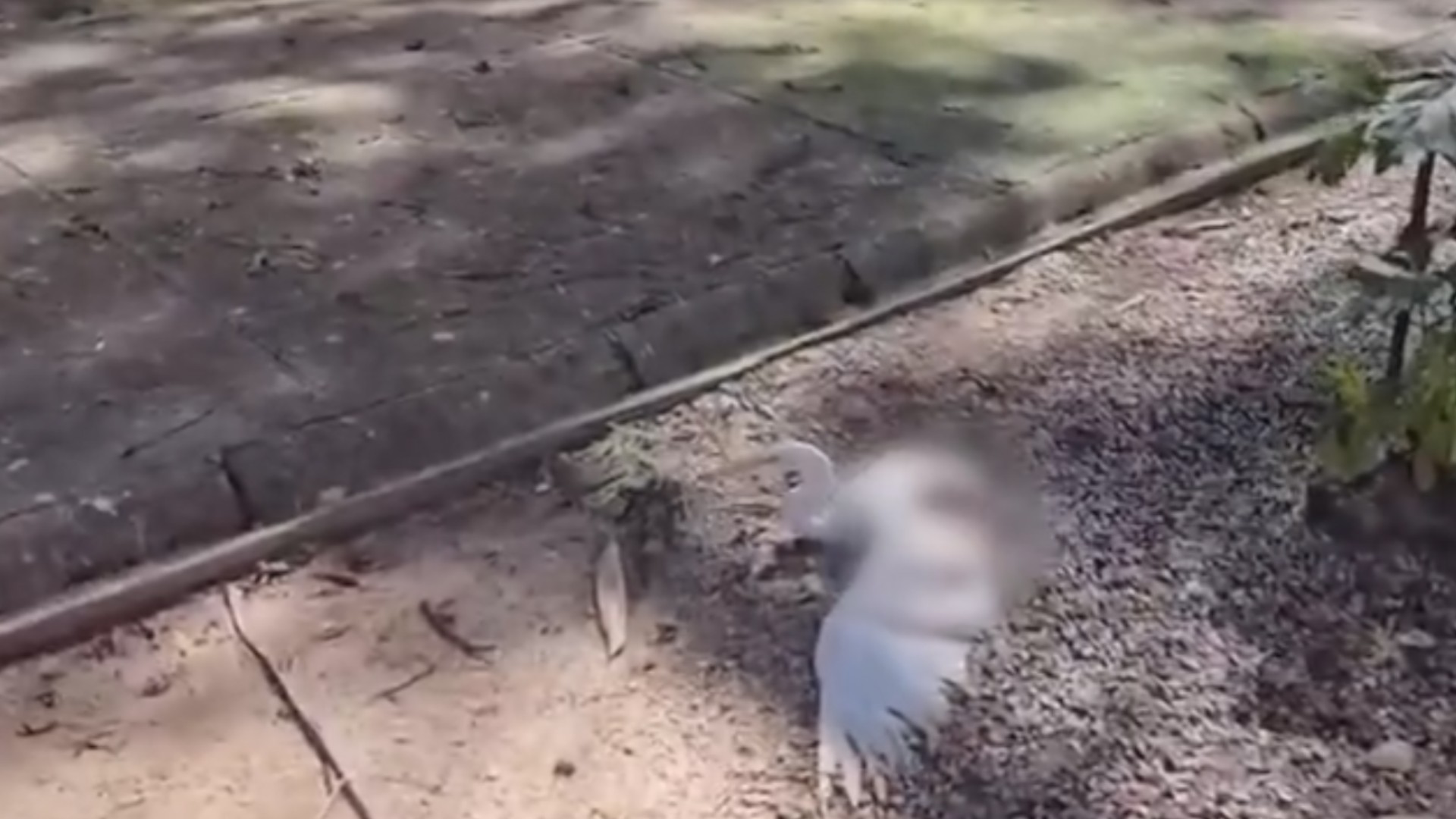 Moradores denunciam demora no resgate de garça ferida após ataque na praça Batista Campos, em Belém