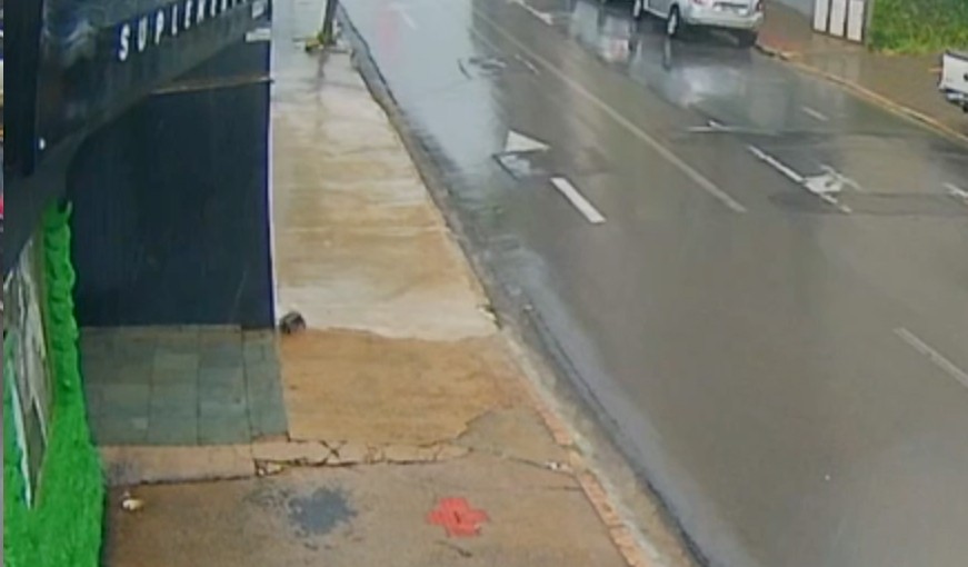 VÍDEO: jabuti foge pela porta da frente de loja e fica 1 semana desaparecido