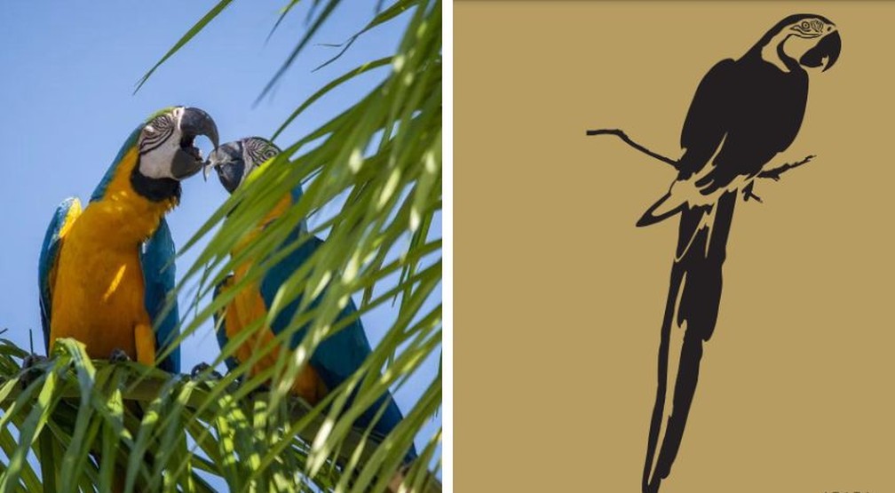 Arara-canindé e sua iconografia — Foto: Luciana Pires e Sebrae Tocantins