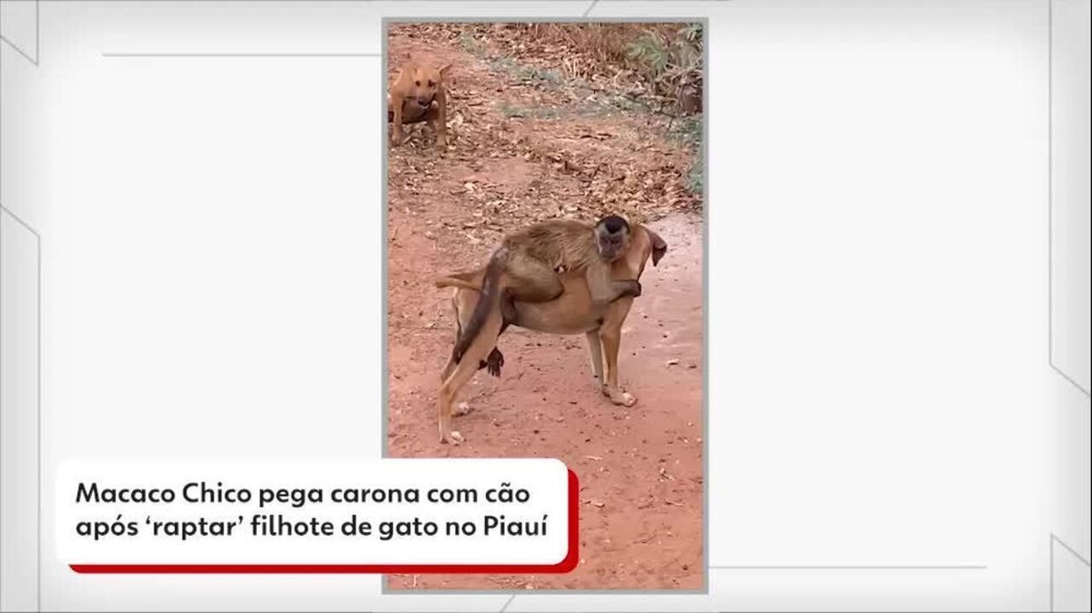 Macaco conhecido como Chico 'sequestra' filhotes de cães e gatos