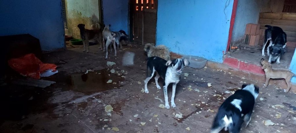 Ces em condies de maus-tratos tambm foram resgatados  Foto: Polcia Civil