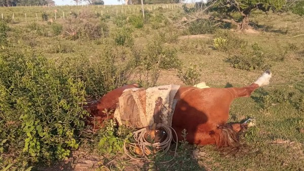 Homem mata cavalo do vizinho a tiros na zona rural de Carinhanha