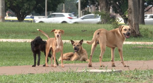 Governo cria Cadastro Nacional de Animais Domésticos, com número de identidade para cães e gatos