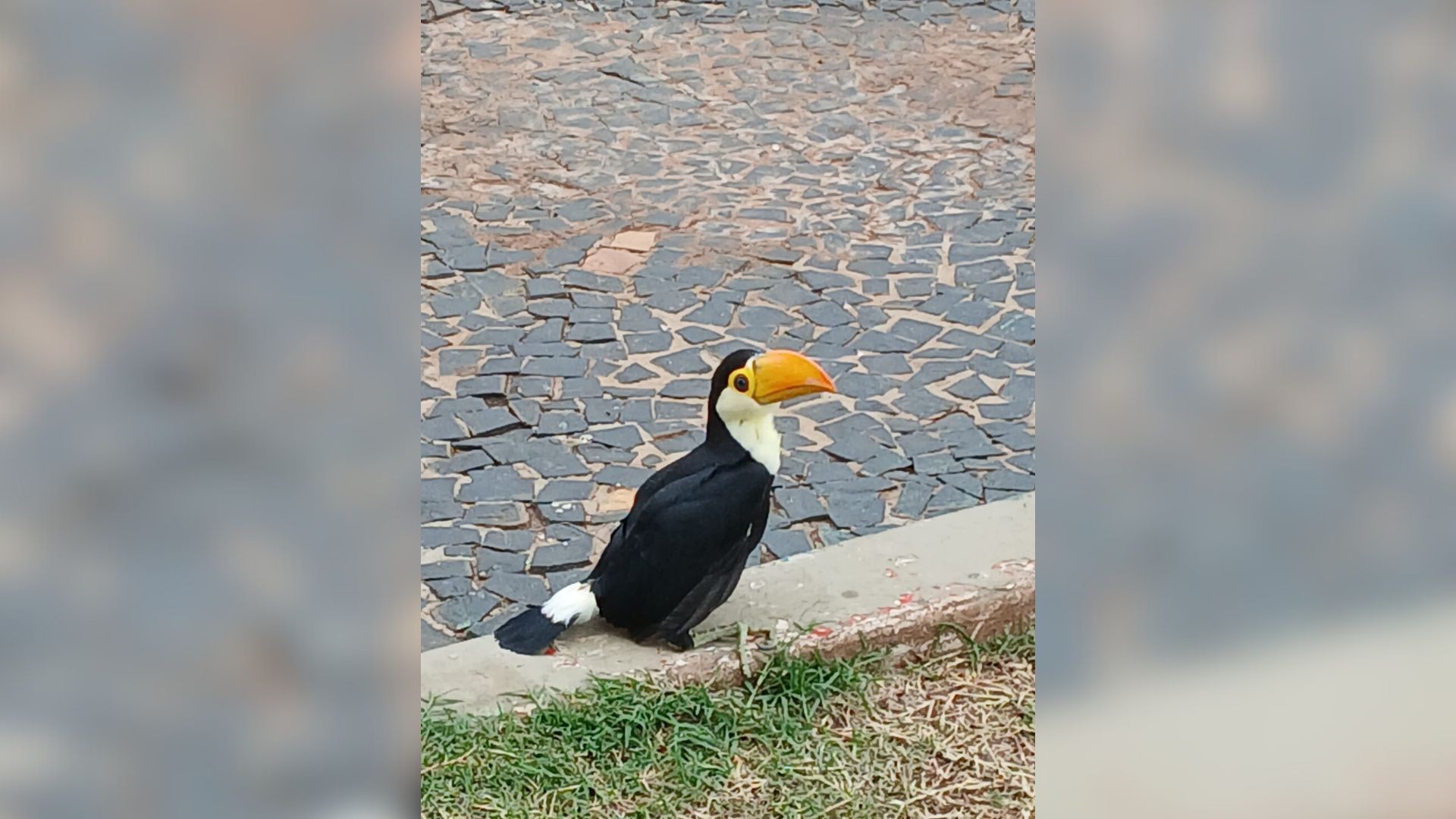 VÍDEO: filhote de tucano é resgatado após cair de coqueiro de mais de 20 metros de altura no interior de SP