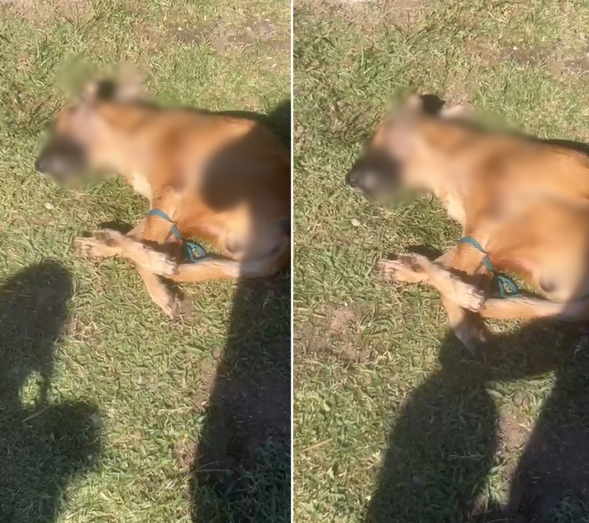 Cachorro é encontrado morto com patas amarradas e choca moradores em Cabo Frio; vídeo