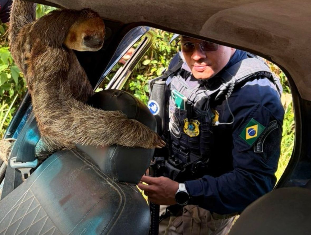 PRF flagra bicho-preguiça sendo transportado em carro no interior do Amapá