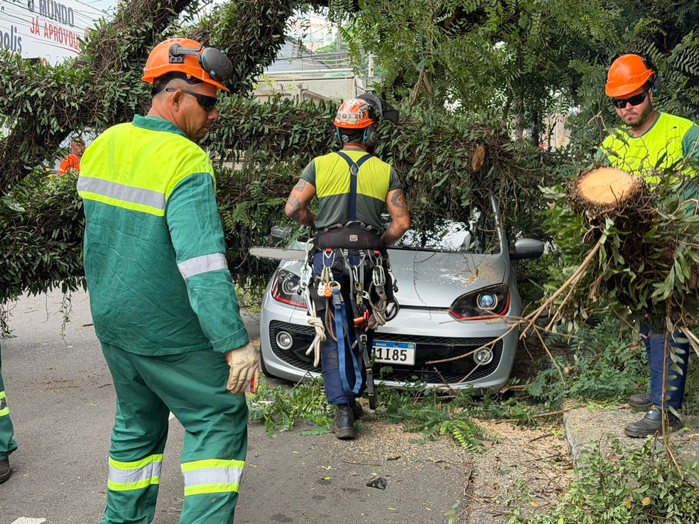 Uma árvore de grande prote caiu em cima de um carro na Rua Dom Luiz, no Centro de São Bernardo do Campo, nesta sexta. — Foto: Abraão Cruz/TV Globo