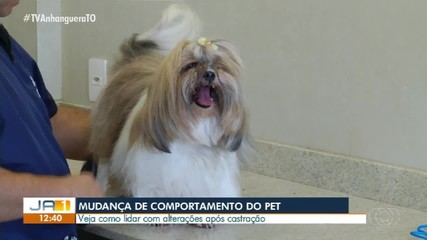 Especialista explica como lidar com mudanças no comportamento de pets após castração
