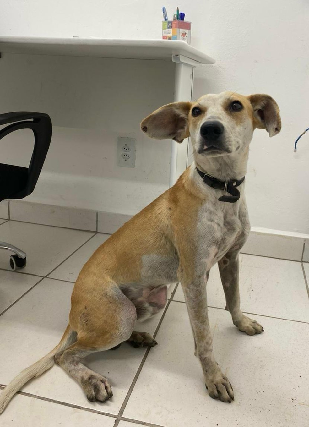 Cachorro Jorge ficará disponível para adoção em Joinville — Foto: Polícia Civil/Divulgação