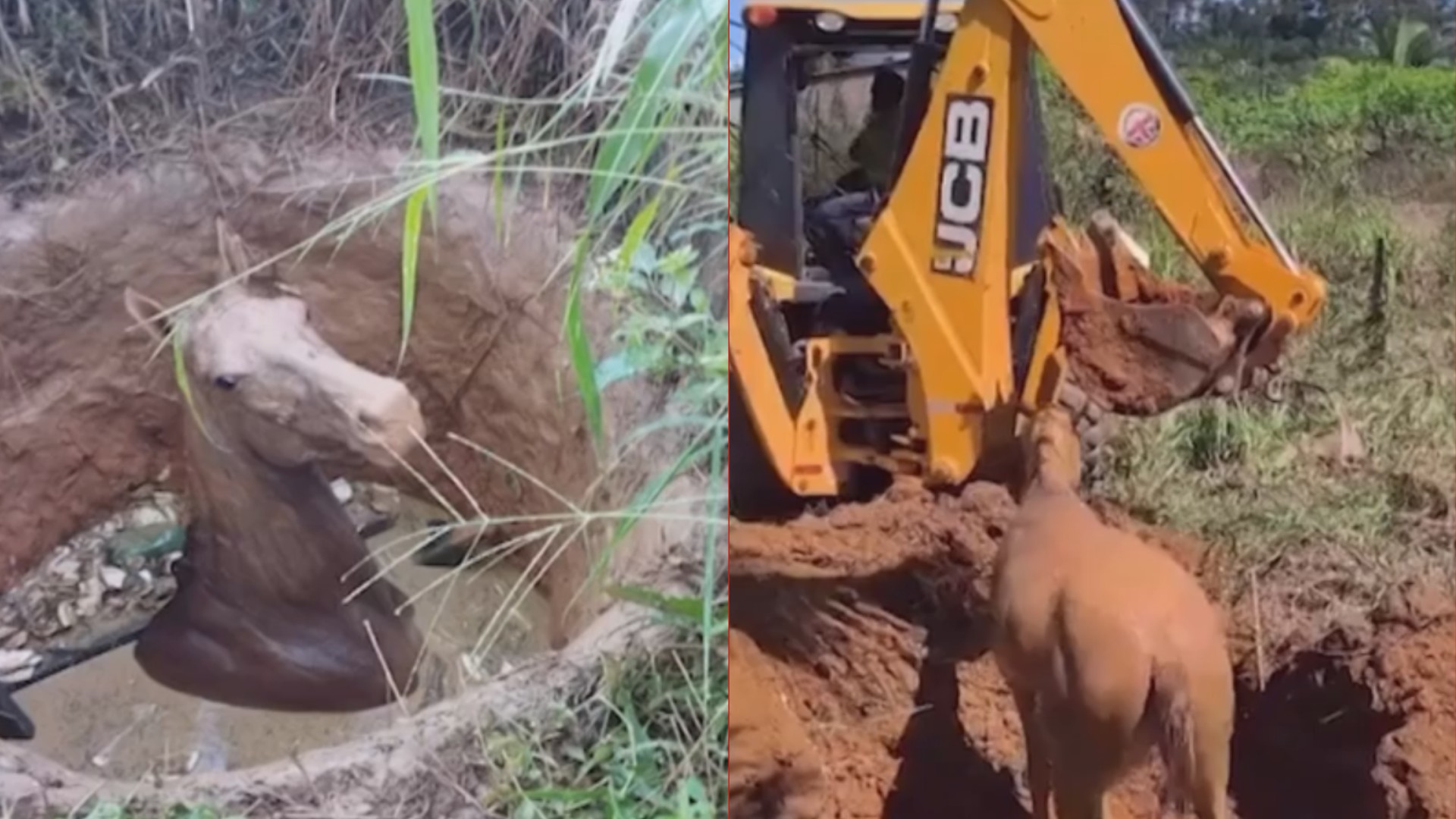 Cavalo preso em buraco é resgatado com ajuda de retroescavadeira no sul do Pará