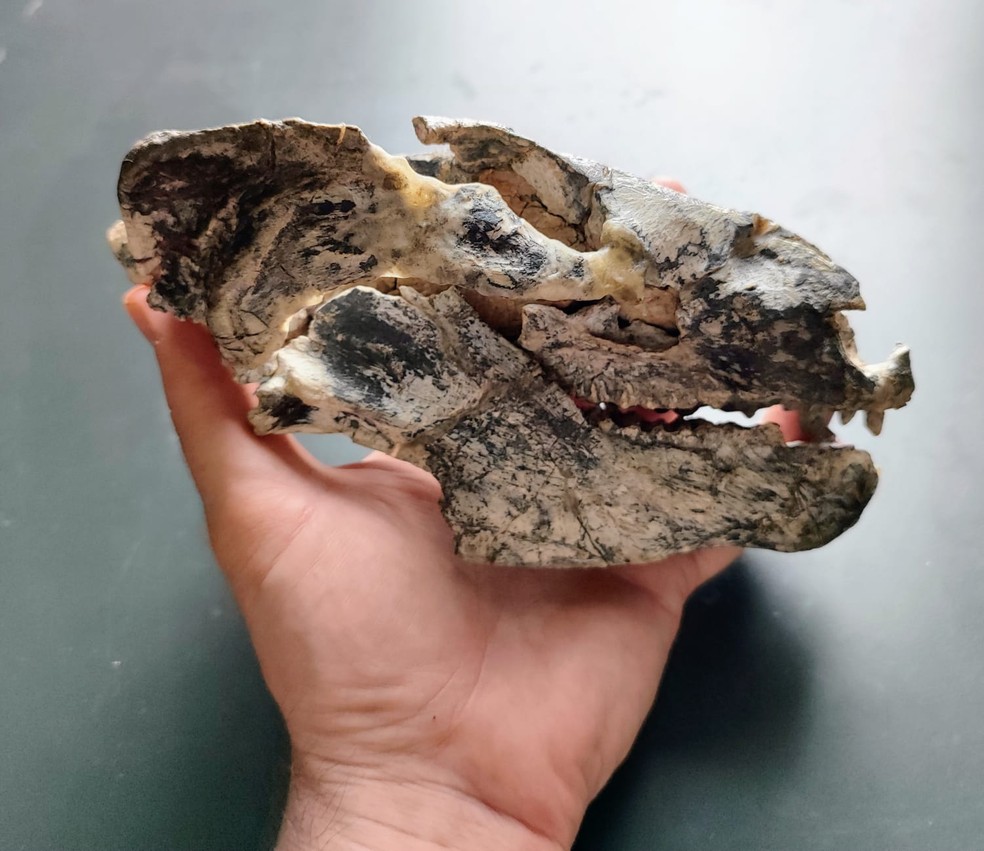 Crânio do animal foi descoberto em Dona Francisca, e análise permitiu constatar que é uma nova espécie — Foto: Divulgação