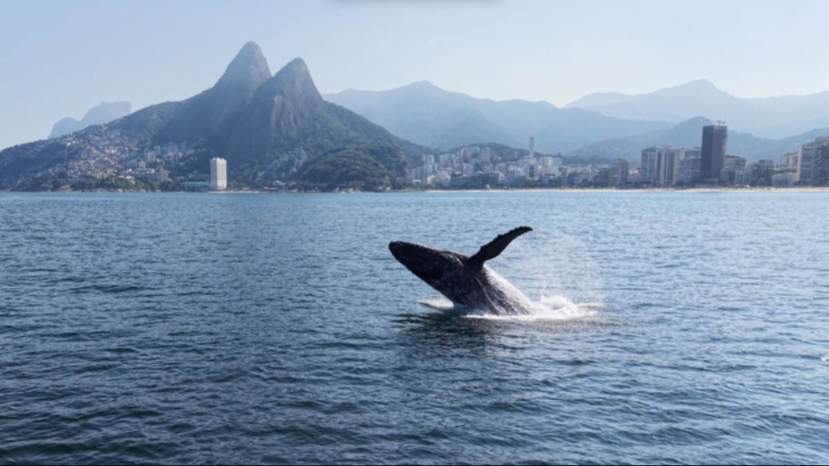 Baleia dá espetáculo em Ipanema; Rio volta a receber jubartes e transforma o inverno em temporada de observação