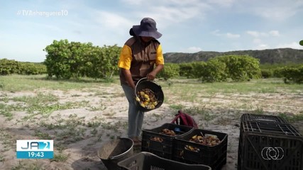 Confira os destaques do Globo Rural deste domingo (5)