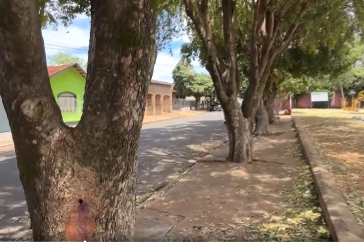 Polícia investiga envenenamento de árvores em bairro de Três Lagoas (MS)