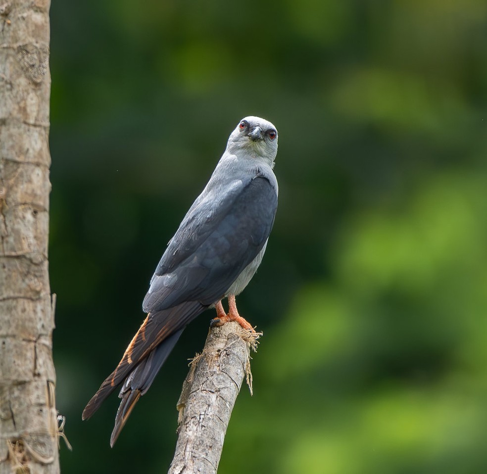 Pequeno e esguio, o sovi mede entre 34 e 37 centímetros, tem asas longas e estreitas e coloração cinza-ardósia — Foto: Leonardo Vilela/TG