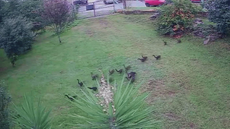 VÍDEO: Grupo de 30 quatis invade quartel para 'roubar' pessêgos em Passo Fundo