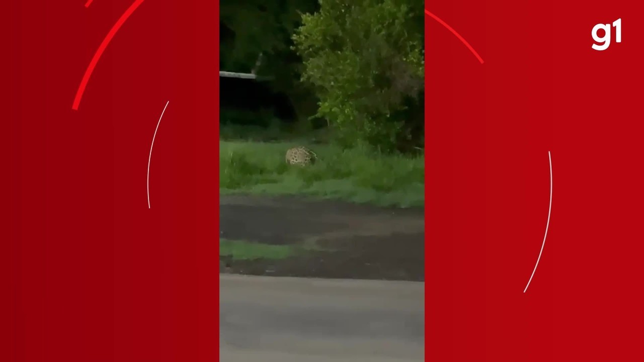 Onça-pintada é flagrada em rodovia entre Brasil e Bolívia; veja vídeo