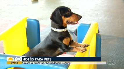Busca por hospedagem para animais cresce no mês de julho