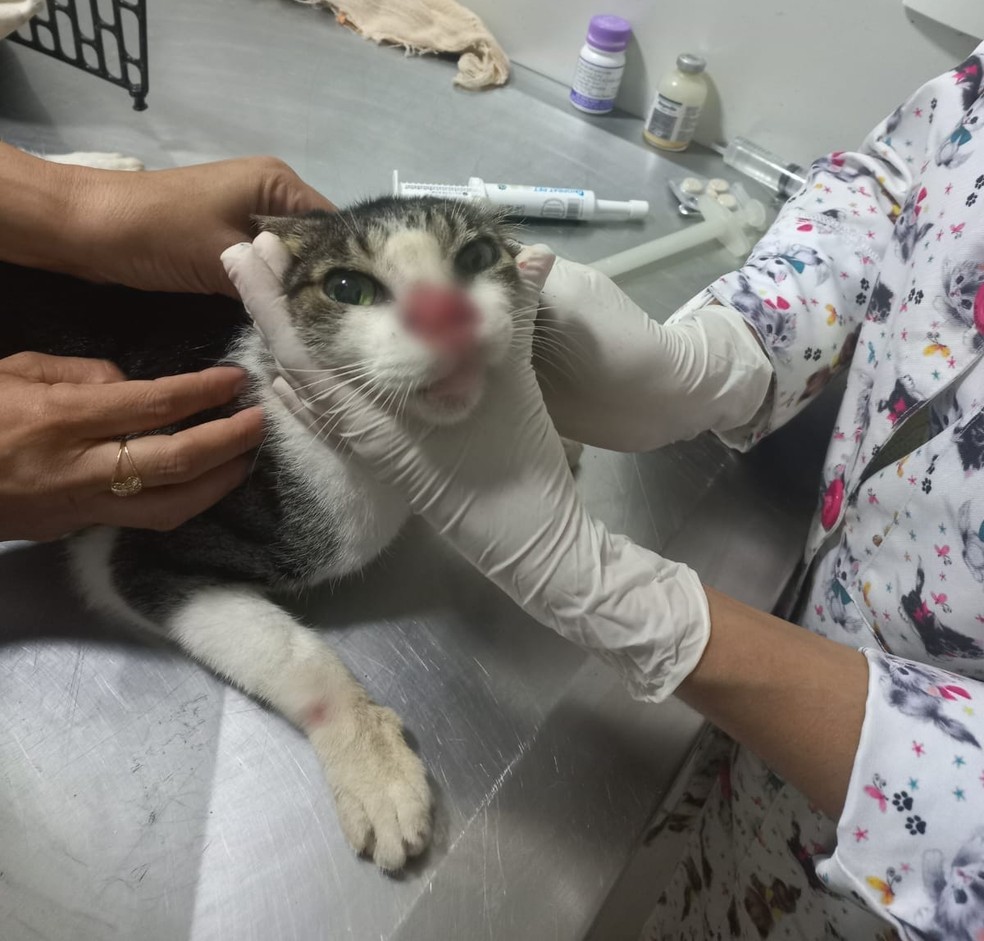 Gatos estão em clínica de Palmas recebendo tratamento — Foto: Divulgação/Evelyn da Frota/arquivo pessoal