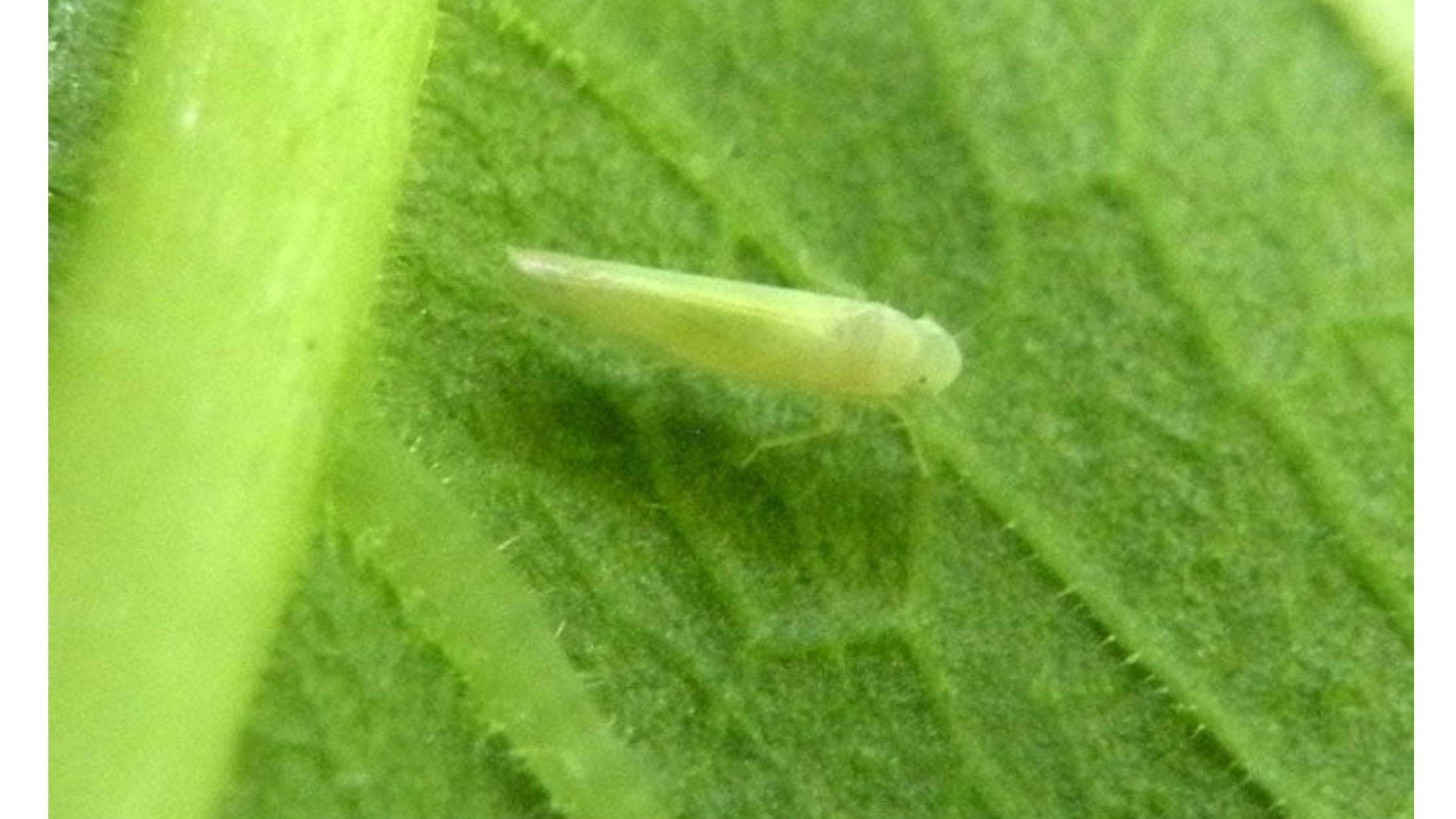 Presença da cigarrinha no Vale do São Francisco desafia produtores de uva