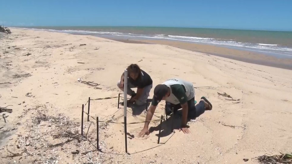 Ninhos de tartarugas são monitorados no extremo sul da Bahia após roubos de ovos em pontos de desova — Foto: Reprodução/TV Santa Cruz
