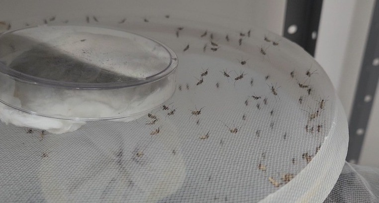 Pesquisadores testam tecnologia que torna mosquitos inférteis e reduz Aedes aegypti no Amapá