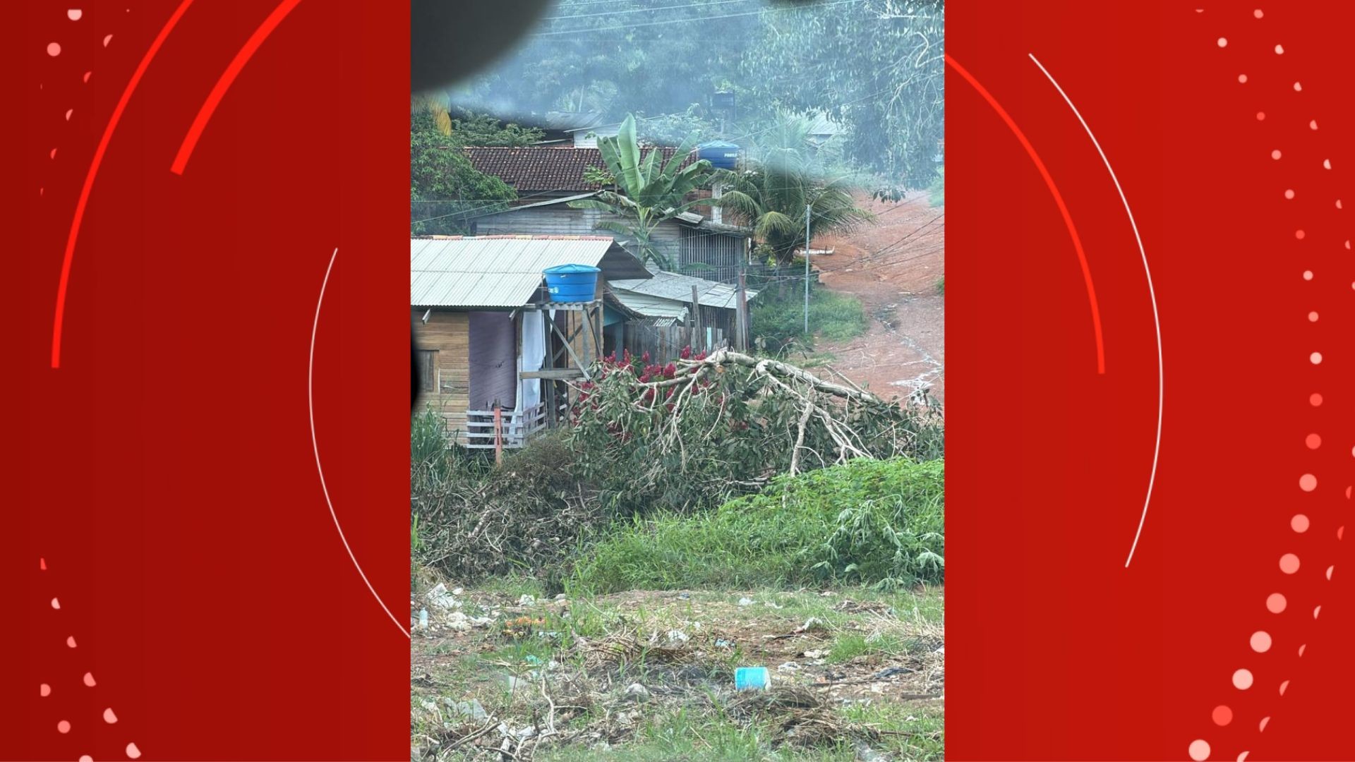 Árvore em meio à afiação elétrica preocupa moradores em Macapá; VÍDEO 