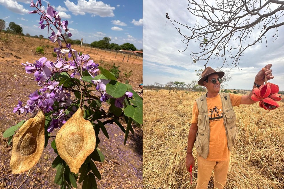 Expedição para coleta de sementes no Cerrado. — Foto: Nereu Rios/Arquivo pessoal