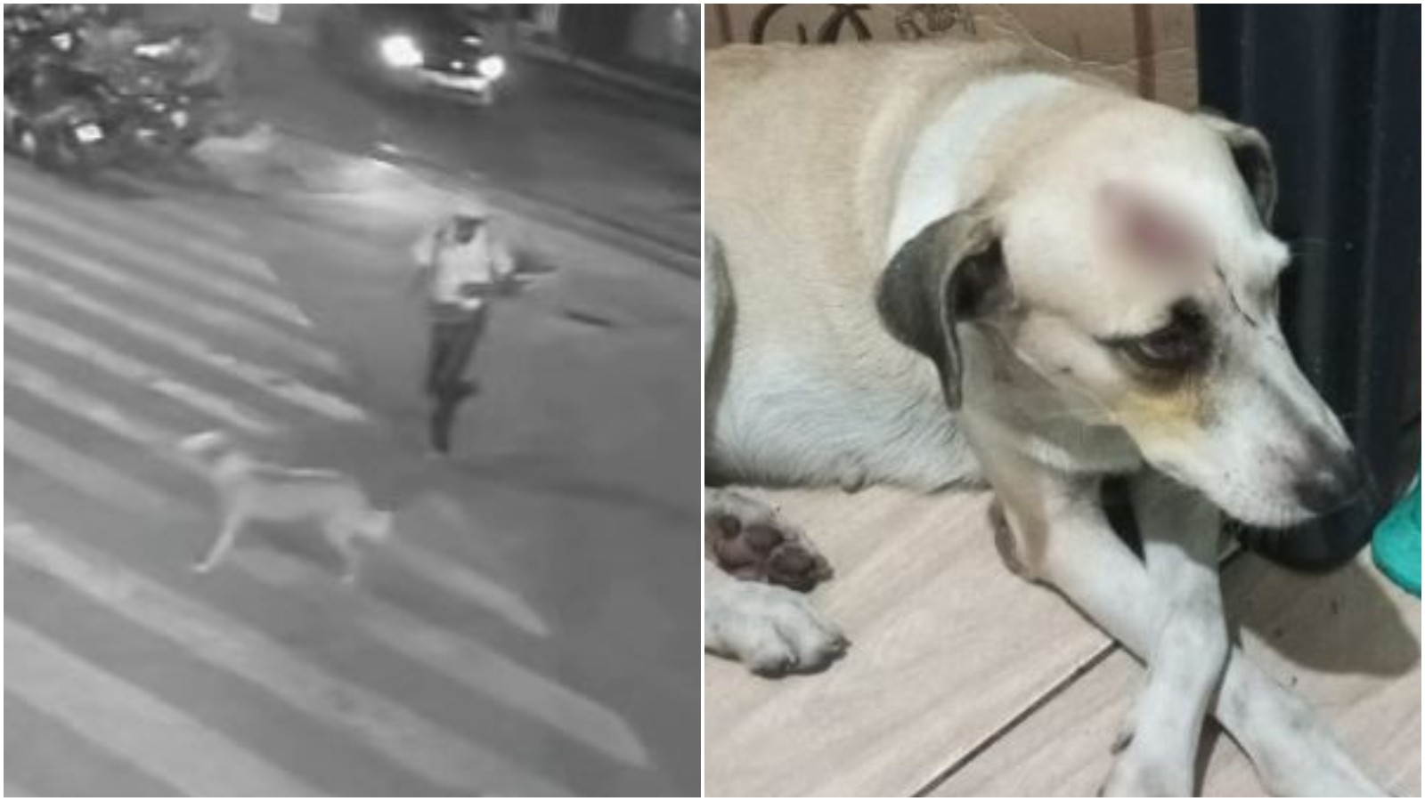 Homem é preso por agredir cadela com paulada e tentar esfaqueá-la; vídeo