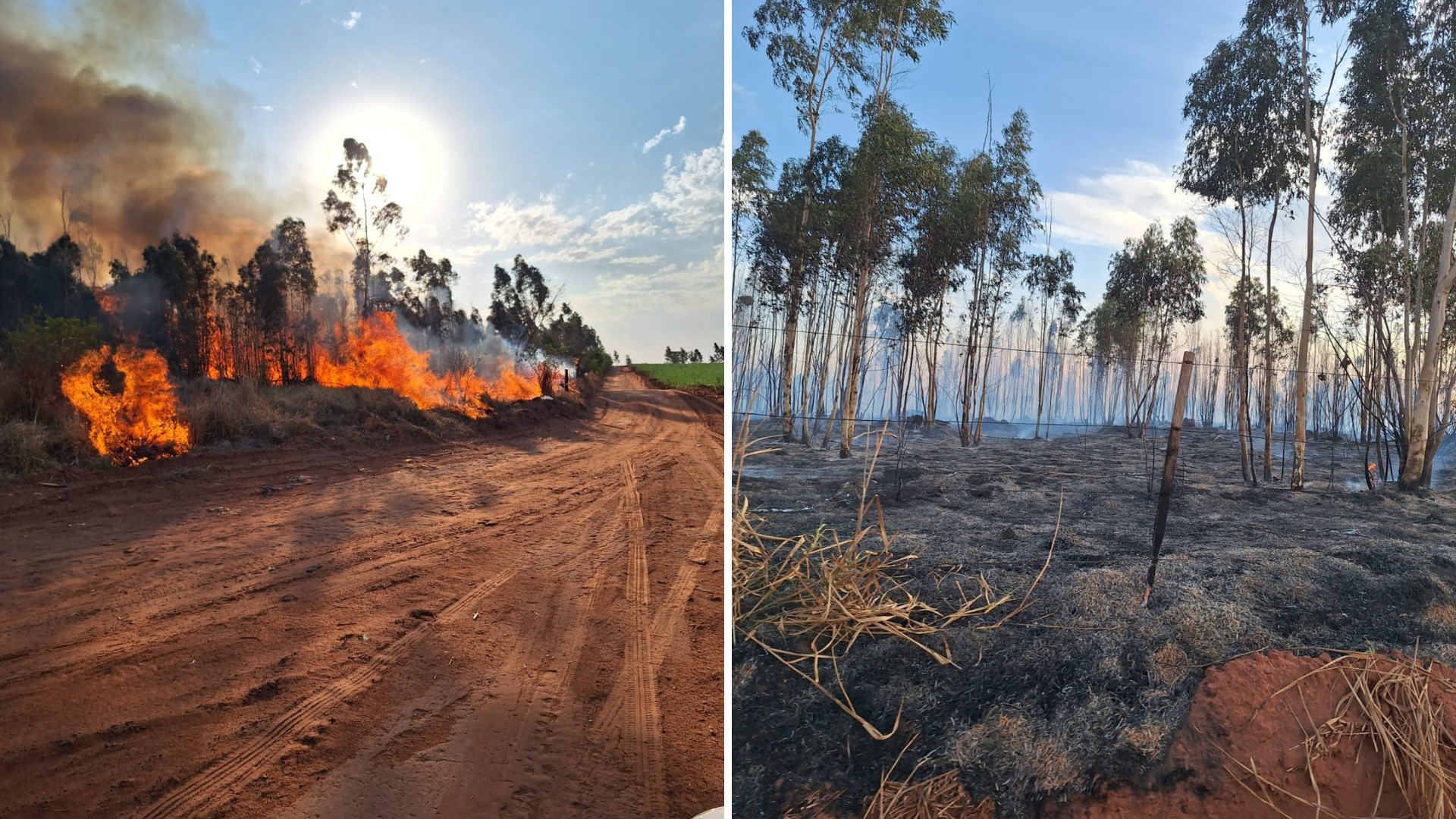 Incêndio queima 100 mil metros quadrados de plantação de eucalipto e pastagem em Martinópolis