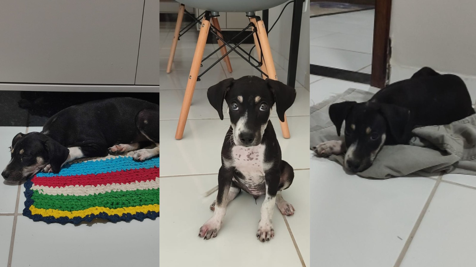Cadela resgatada após tentativa de afogamento em Parnaíba é adotada: 'alegria do lar', diz novo tutor; cão continua disponível