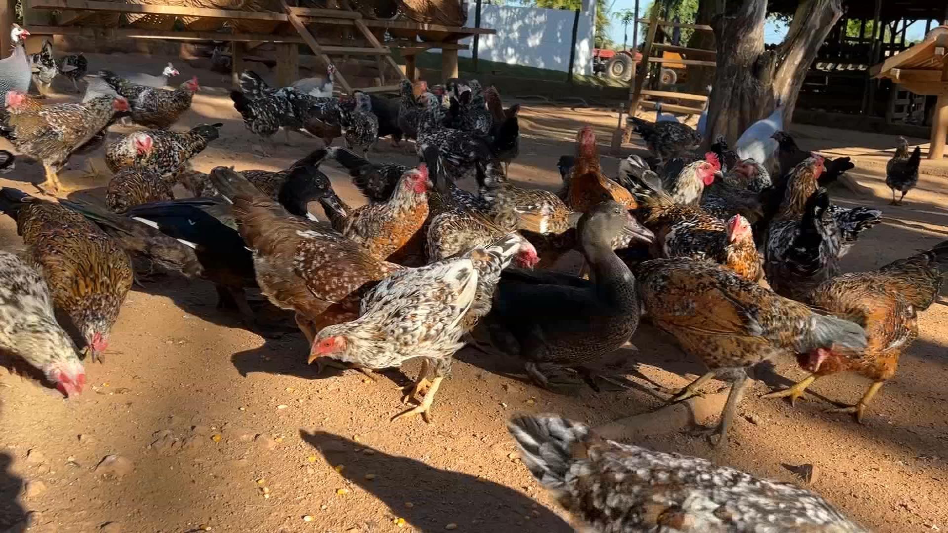 Temperaturas mais baixas exigem cuidados especiais nos galinheiros