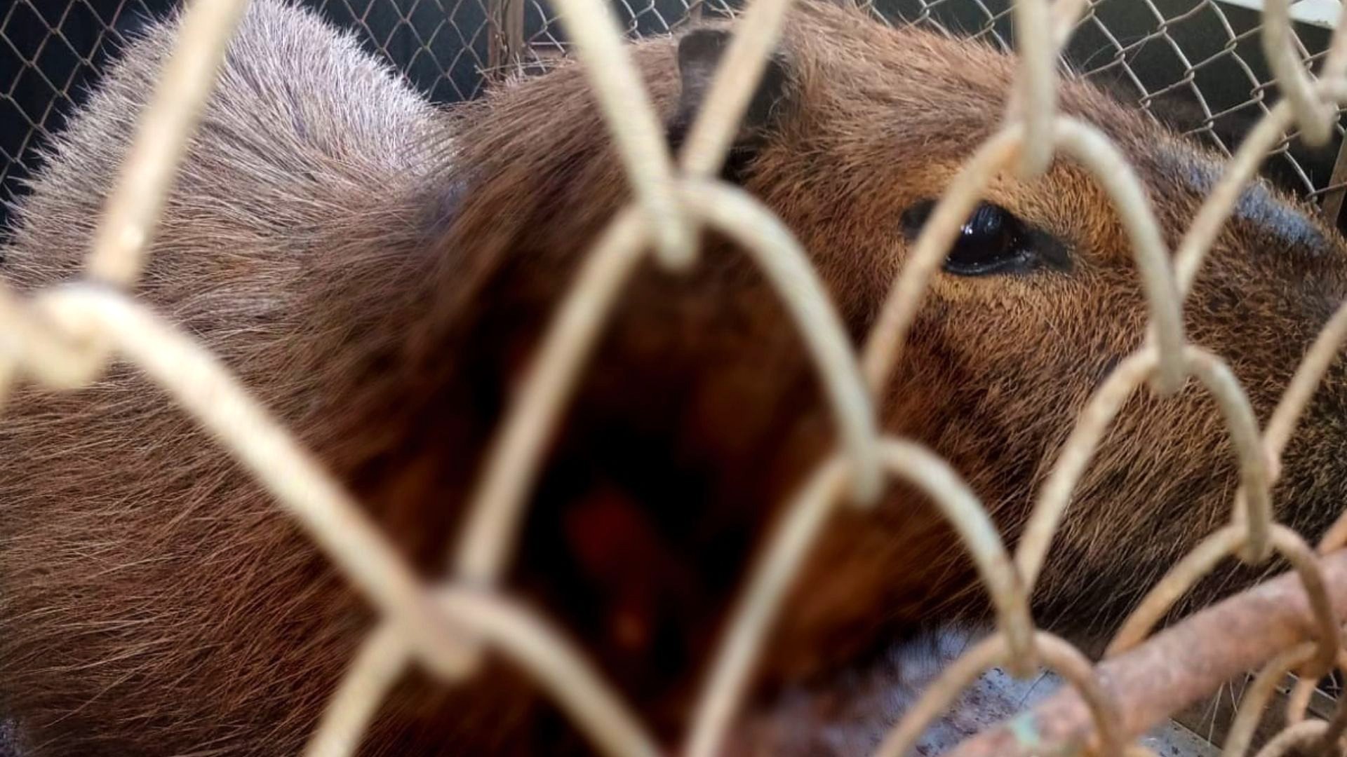 Charlot, a capivara - amiga nerd que ensina a turma