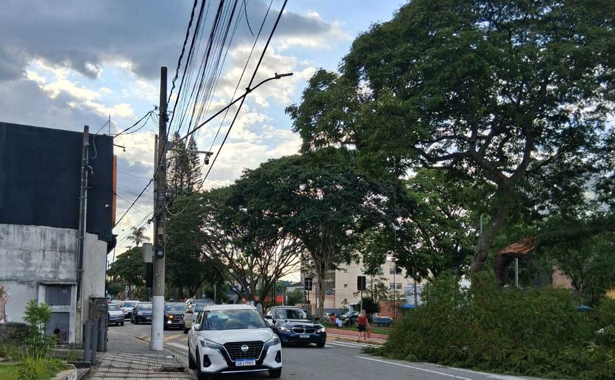 Árvore cai sobre avenida na Praça Norival Tavares, em Mogi das Cruzes
