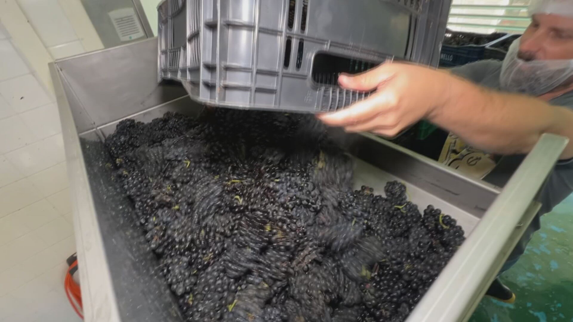 Parceria com escola italiana busca aprimorar produção de vinhos em Jundiaí
