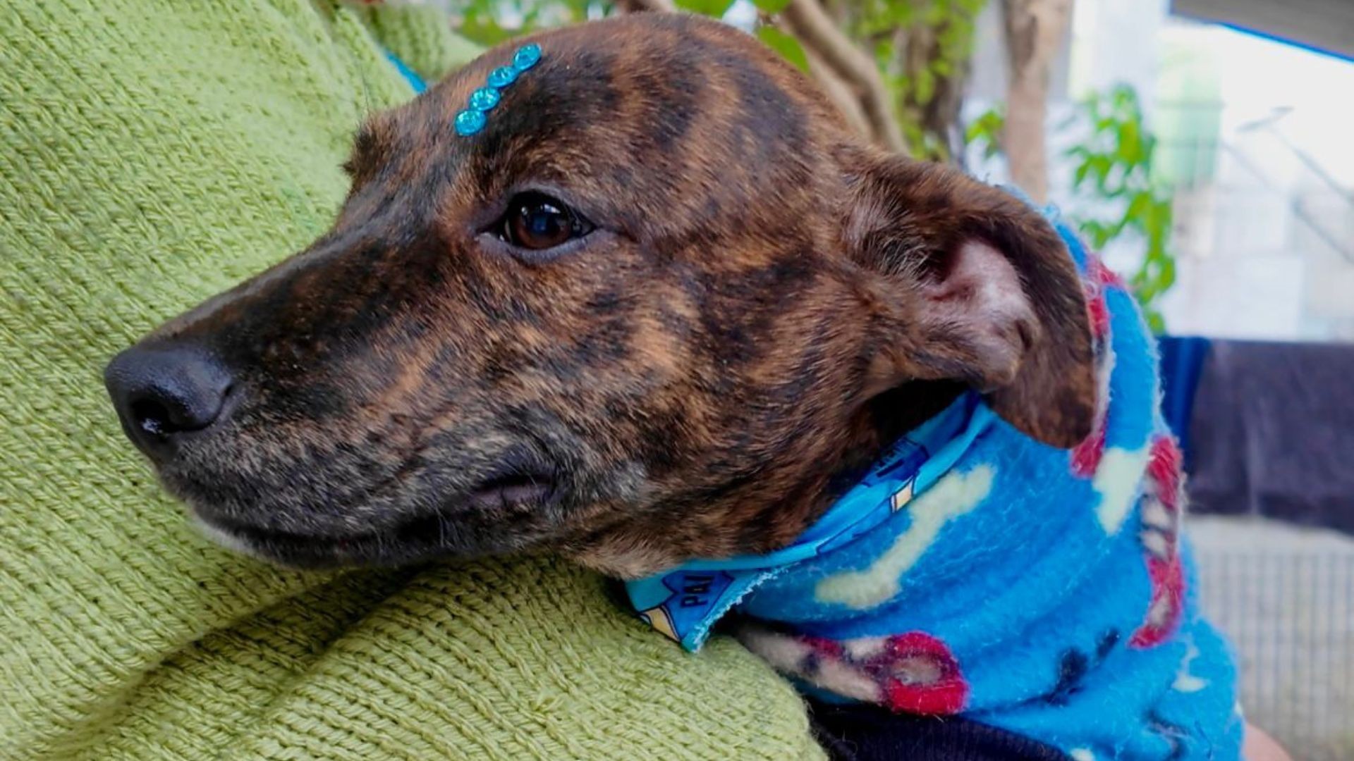 Prefeitura lança campanha do agasalho para cães e gatos abandonados em cidade do RS: 'Cada gesto faz a diferença'