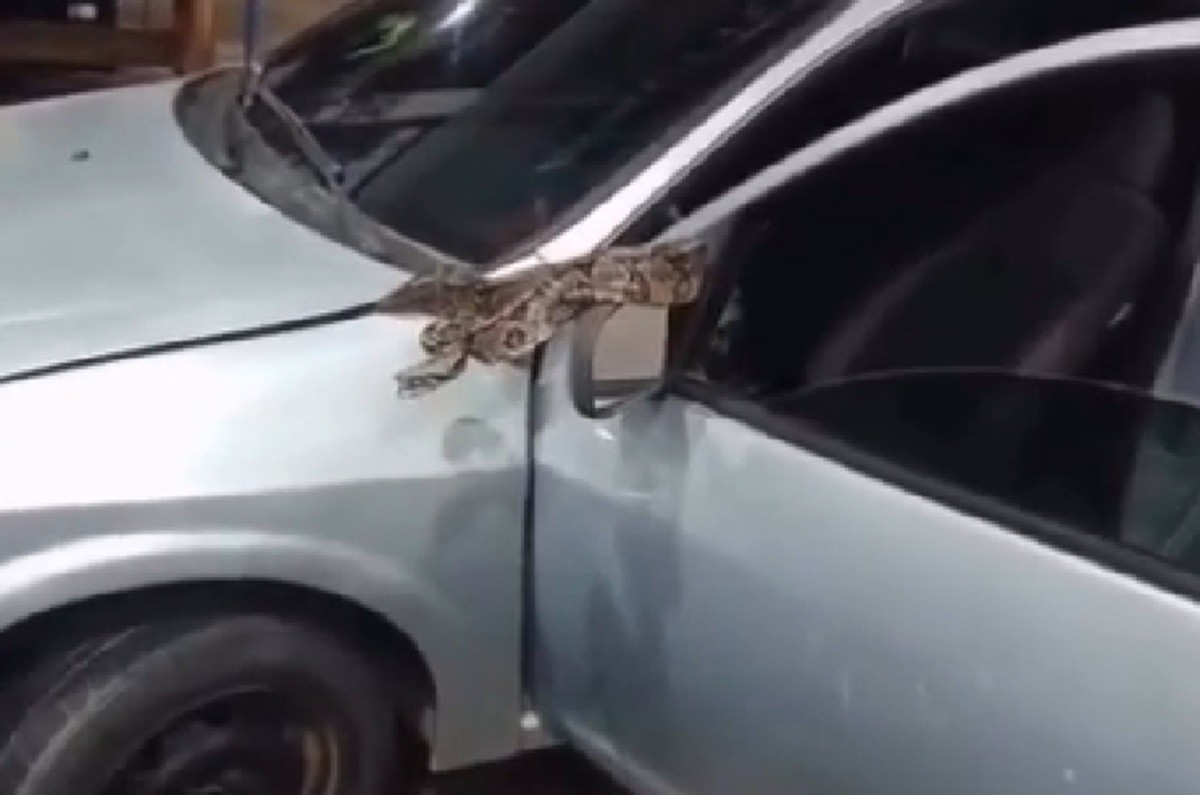VÍDEO: Cobra escondida no capô do carro surpreende motorista em Campos