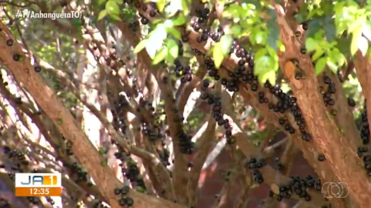 Com início da colheita, pomares de jabuticaba estão abertos para visitação em Taquaruçu
