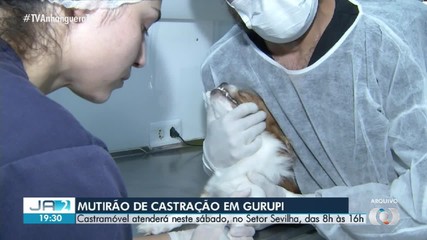 Mutirão de castração 'Castramóvel' acontece em Gurupi neste sábado (25); confira
