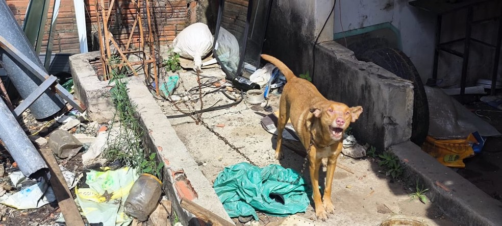 Além de estarem desnutridos, um dos cães estava com machucados devido a sarna — Foto: Reprodução/Polícia Civil