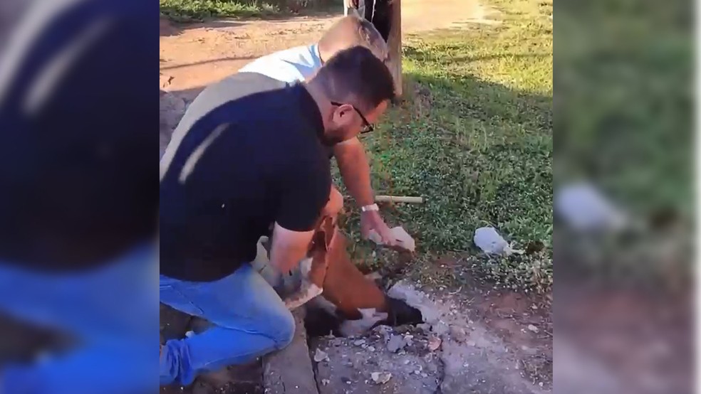 Servidores municipais retiram pitbull de bueiro na Vila Isabel, em Itapeva (SP), após quebrarem a tampa com ferramentas emprestadas por moradores — Foto: Secretaria de Meio Ambiente/Divulgação