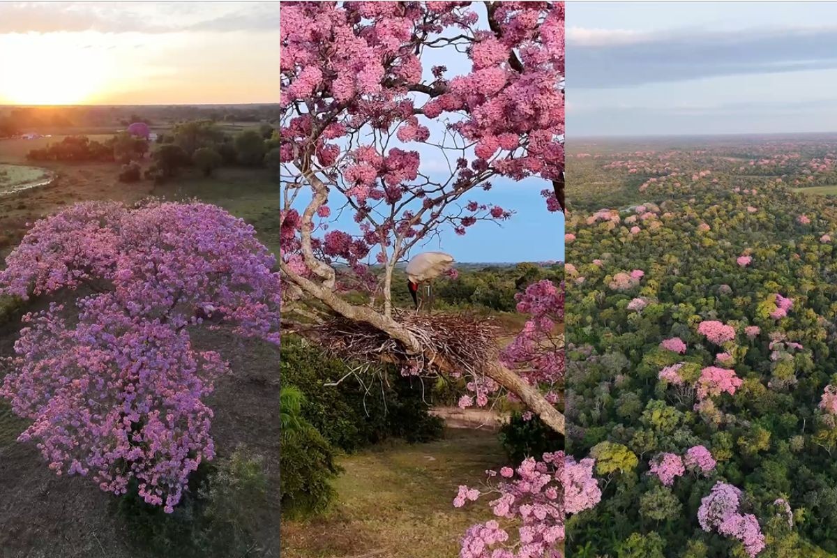Pantanal se 'veste' de rosa com florada dos ipês; veja vídeo