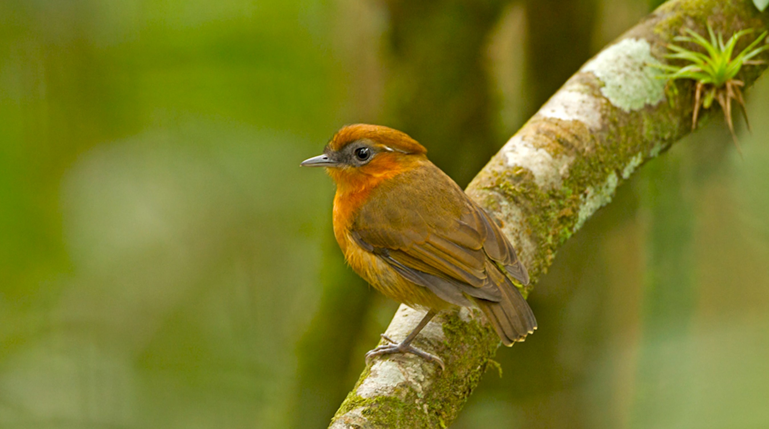 ONG e pesquisadores ajudam a repovoar florestas cearense com 'chupa-dente-do-nordeste'