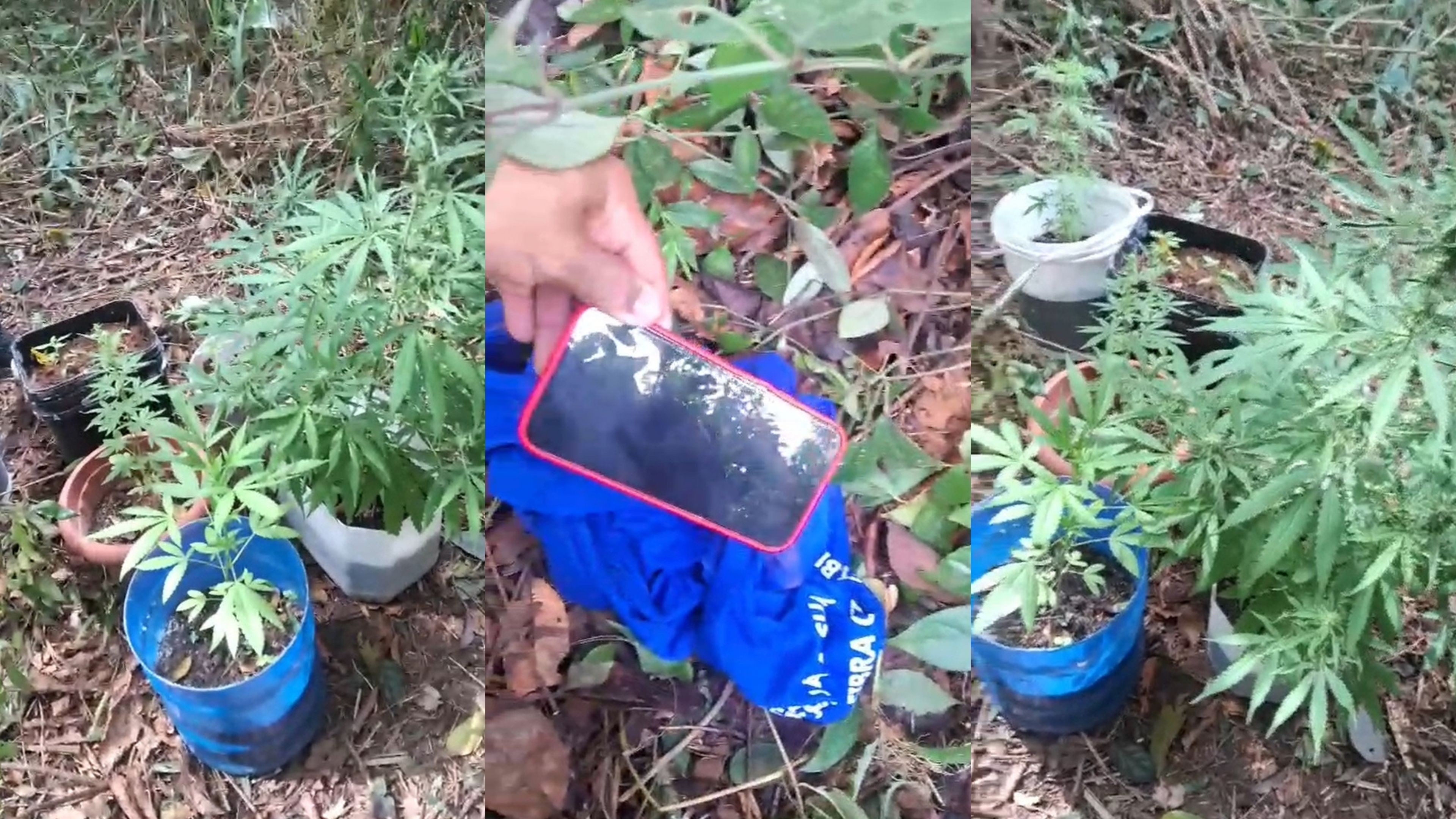 VÍDEO: Polícia encontra celular roubado enterrado em plantação de maconha em Porto Velho