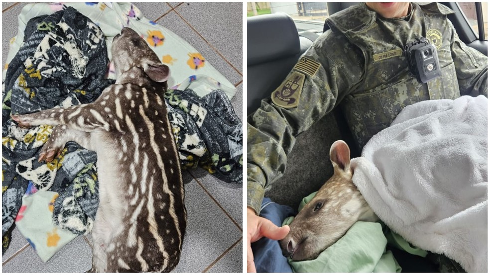 Filhote de anta de 15 dias com pata quebrada é resgatado e passa por tratamento no interior de SP — Foto: Polícia Ambiental/Divulgação