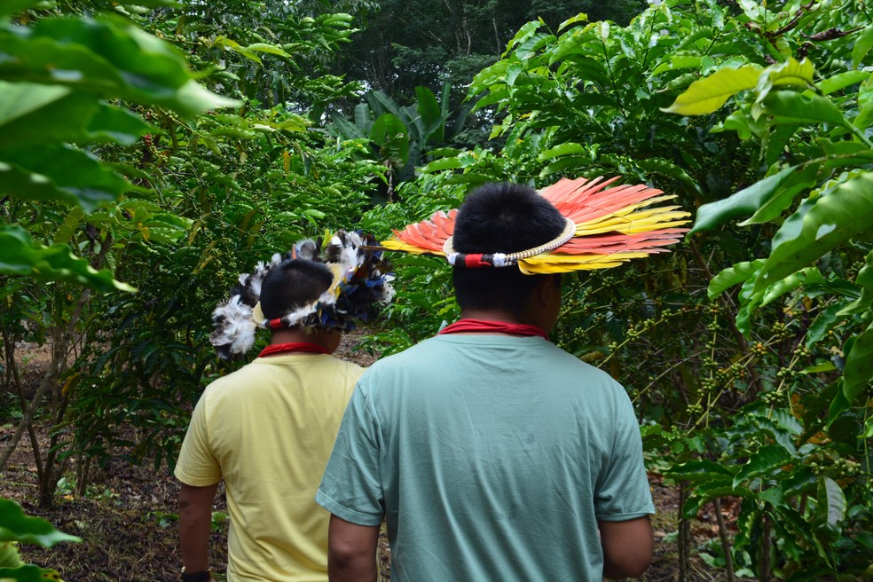 Paiter Suruí recuperam áreas desmatadas com cultivo de frutos nativos dentro de aldeias em Rondônia — Foto: Emily Costa/g1 RO