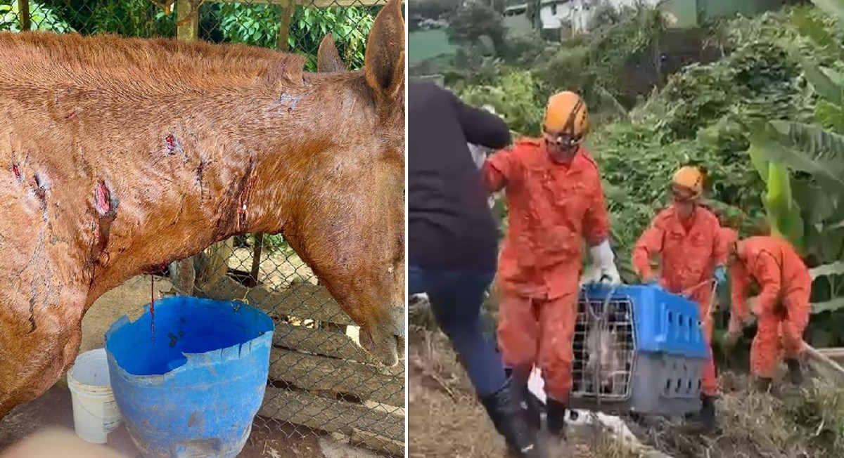 Ataque de Pitbulls a Cavalo em Petrópolis Destaca Desafios na Proteção Animal