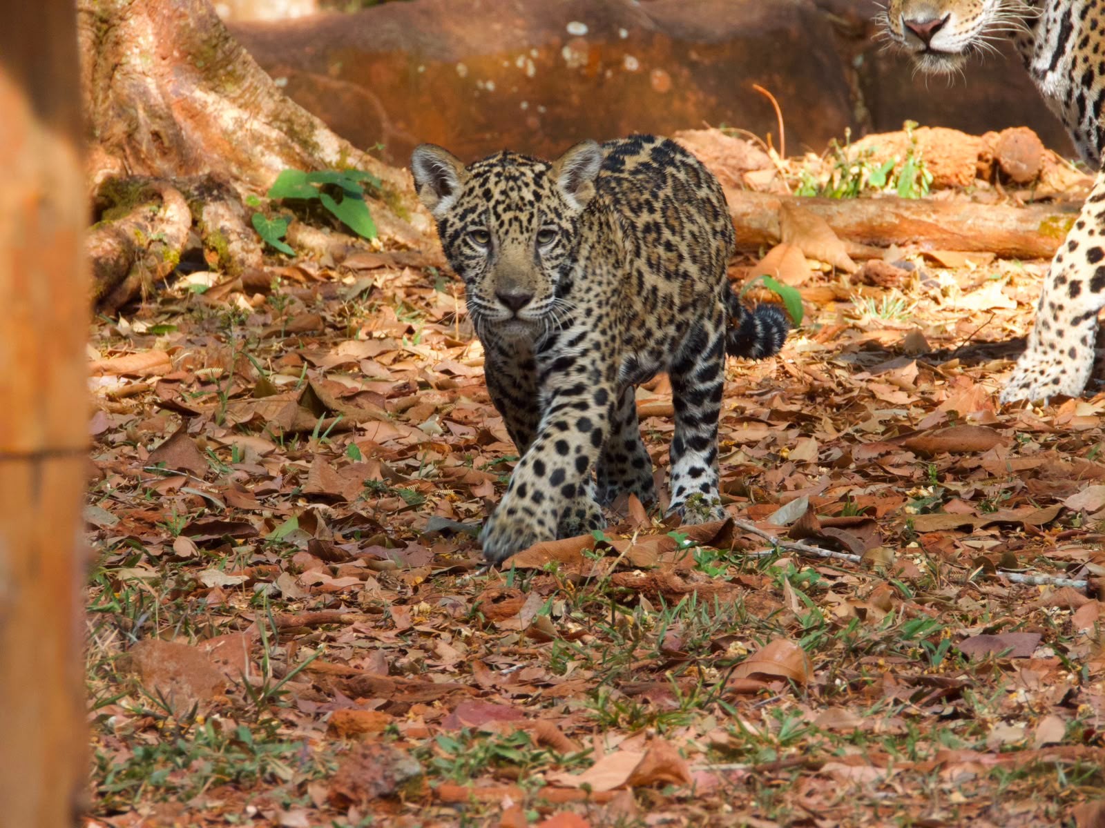 'Xingu': filhote de onça-pintada será apresentado ao público pela 1º vez em bioparque no Pará