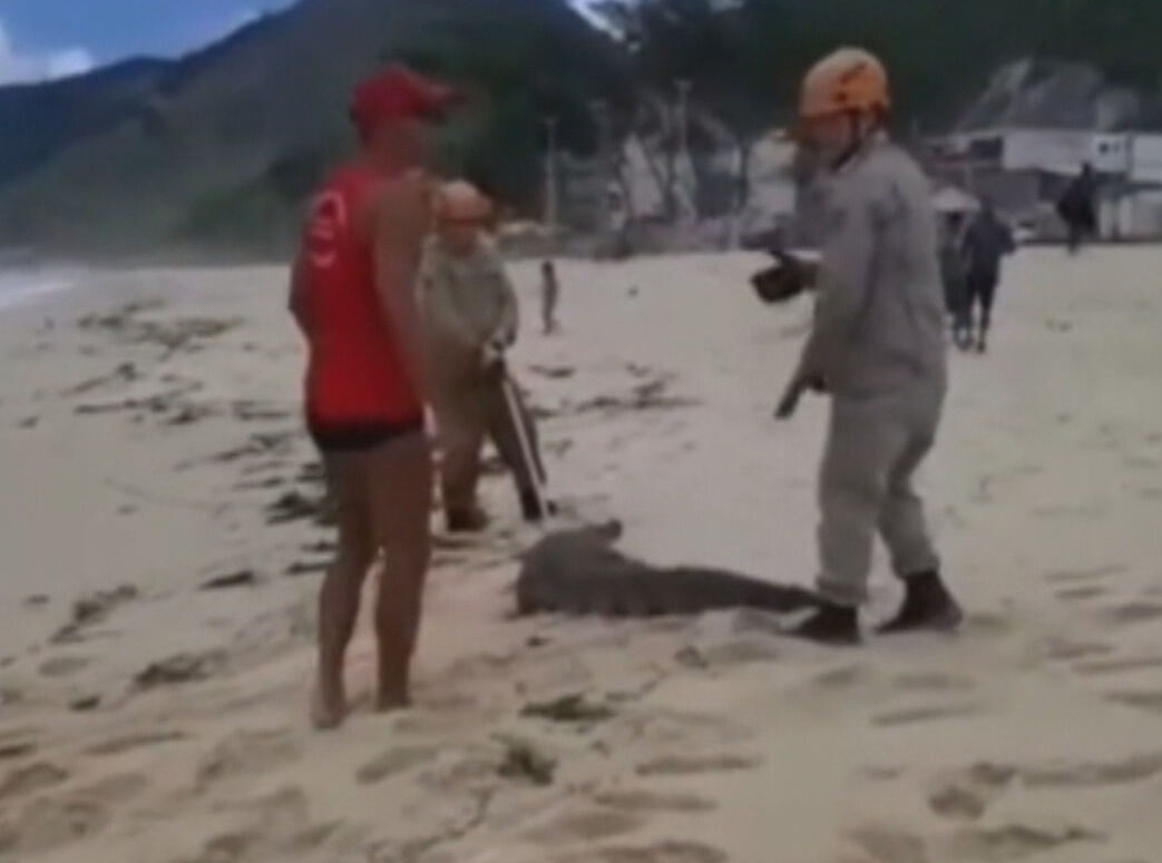 Jacaré é capturado por bombeiros na areia da Praia da Macumba, Zona Sudoeste do Rio
